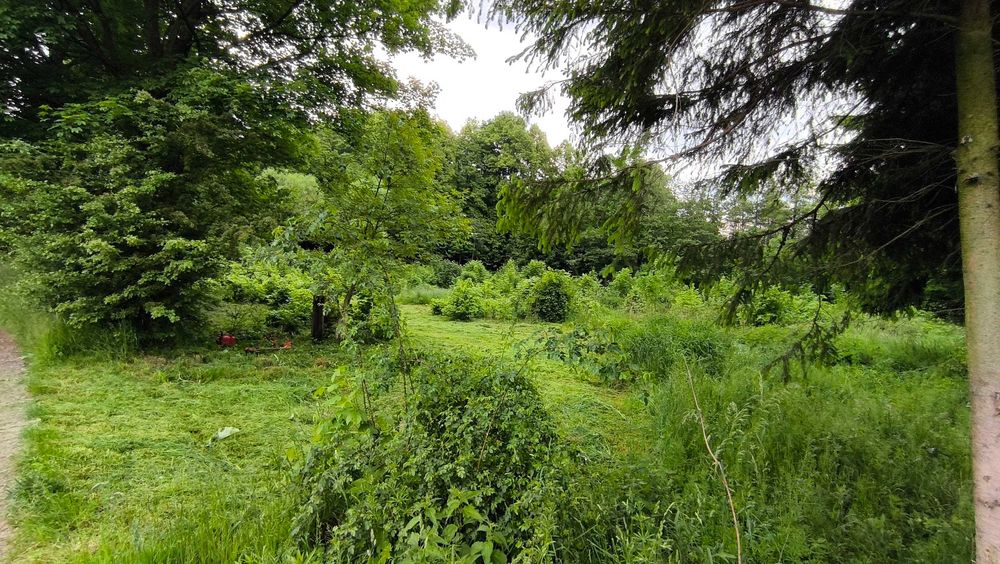 Wycinka drzew, czyszczenie działek, usługi ogrodnicze