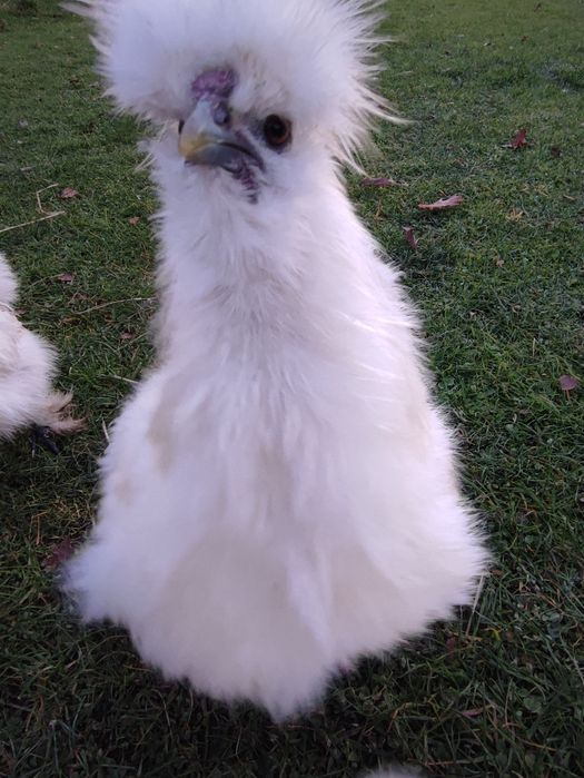 Silka silki kogut kogucik