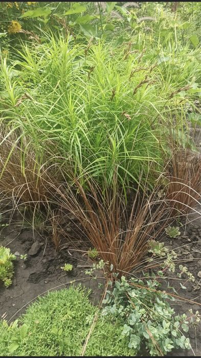 Погонаретум, просо, садовый злак, злаки