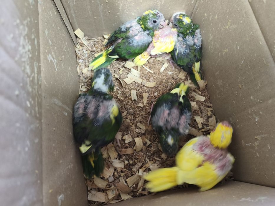 kakarikis e caturras bebés