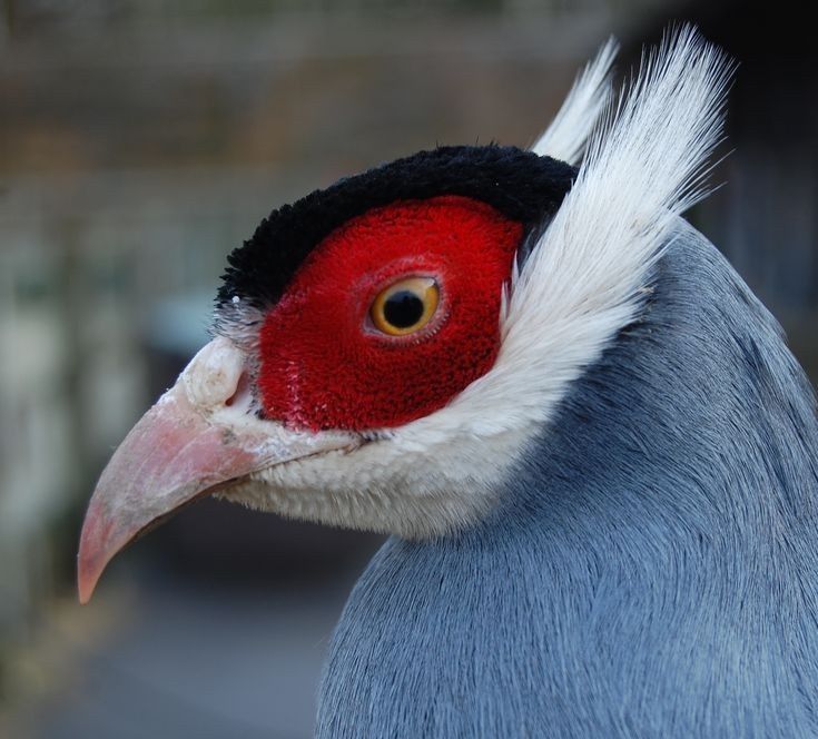 Продам фазана ушастого