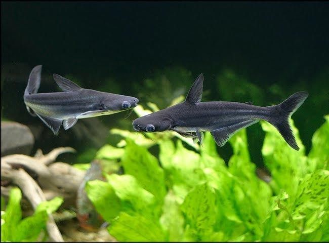 Sum rekini - Ryby do dużego akwarium