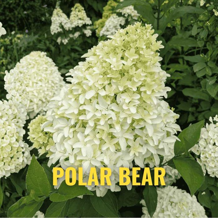 Hortensja 30-50 cm promocja z dostawą gratis