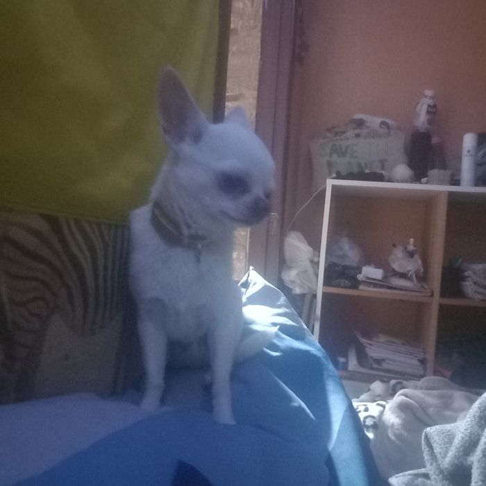 предлогаю вязку.