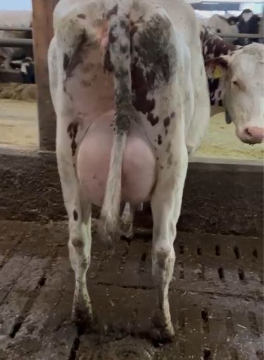 22.12- Nowa dostawa krów mlecznych