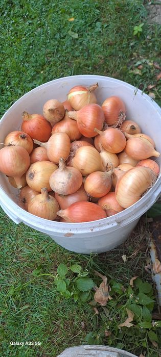 Cebula ekologiczna 2025 zaczynamy sezon