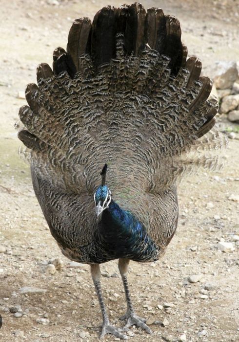 SAMIEC pawia indyjskiego