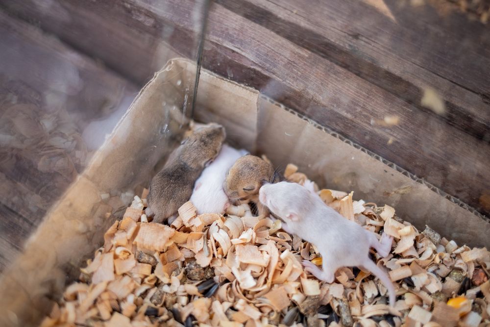 Домашние декоративные мыши, мышки