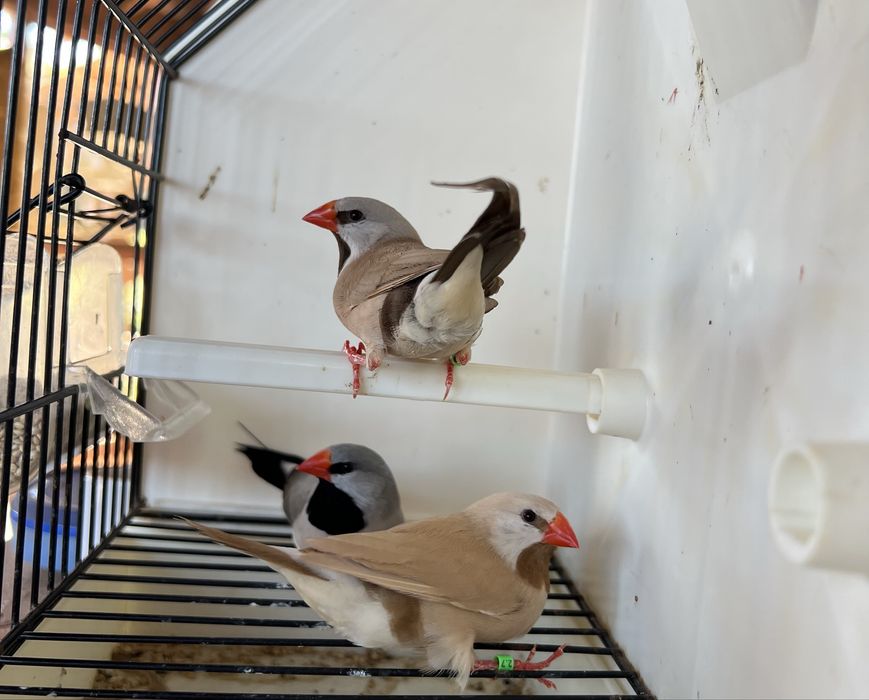 Babetes para troca/cedência