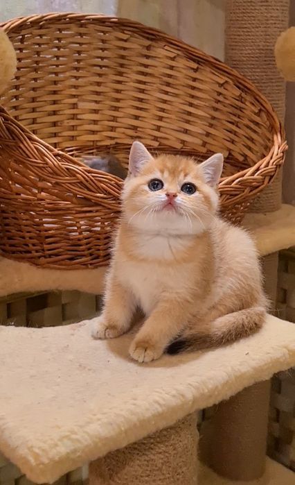 Шикарная мишка Девочка золотая шиншилла