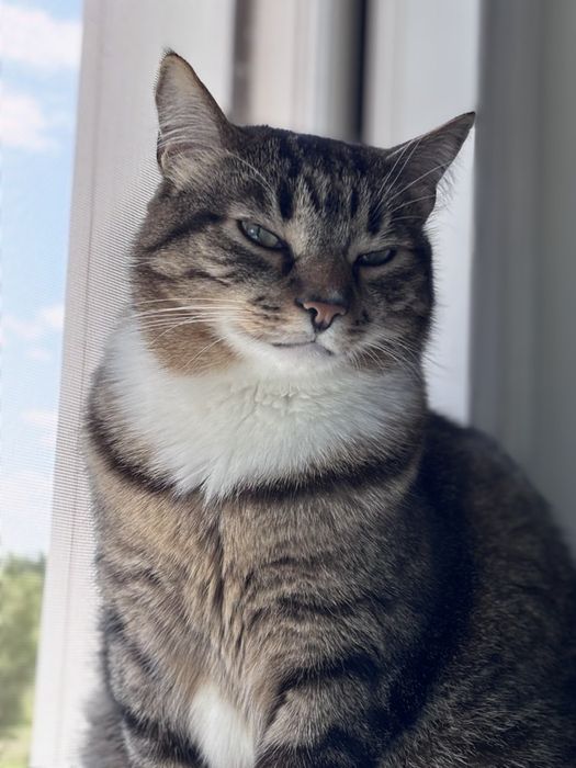 Котики шукають родину