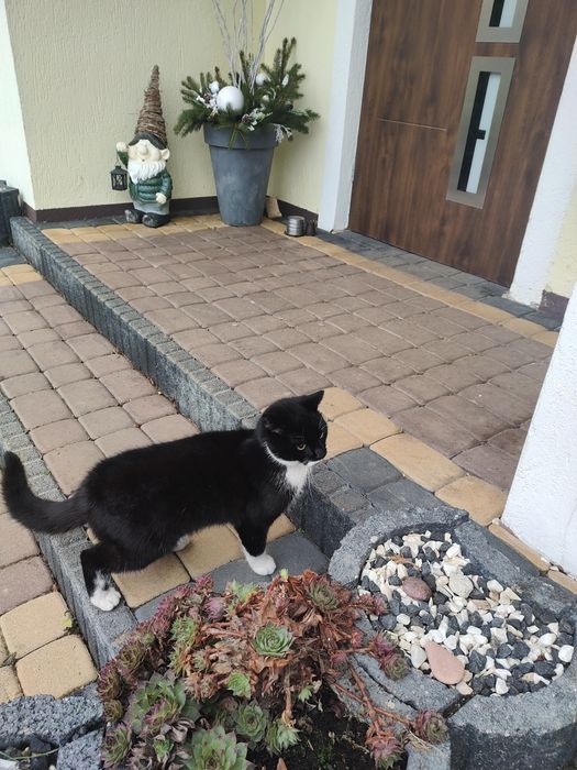 Oddam kotka w dobre rece