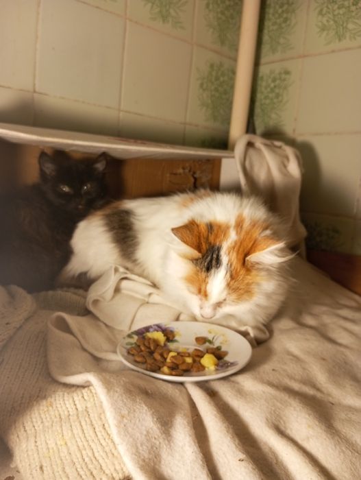 Спритна киця для мишей