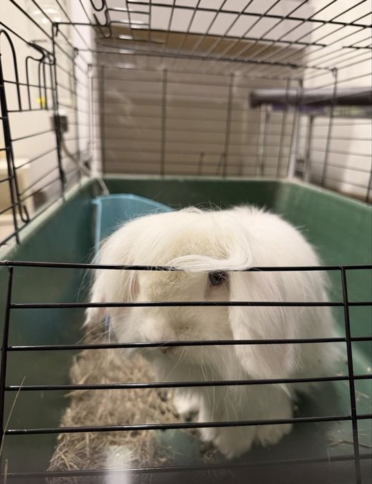 Кролик (хлопчик) без клітки