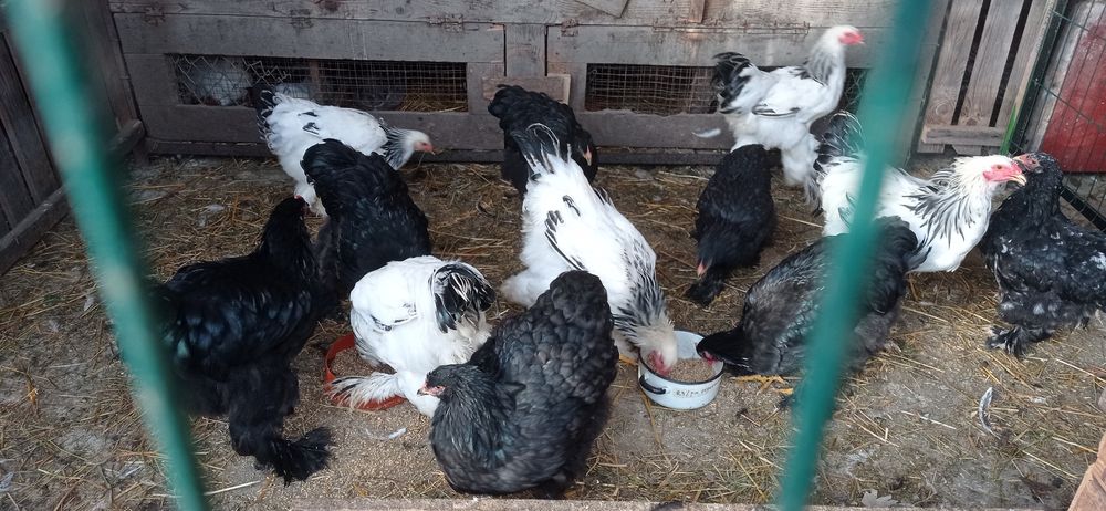 Міняю кролики та кури на зерно
