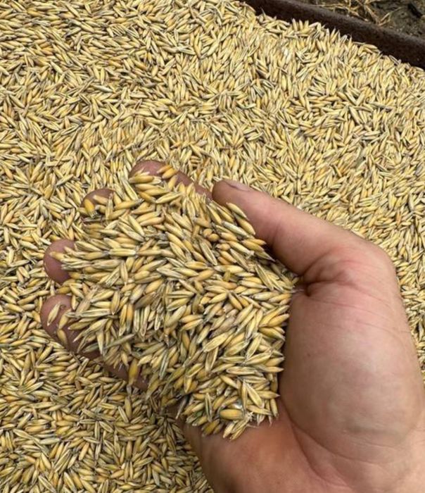 Owies tegoroczny Bingo