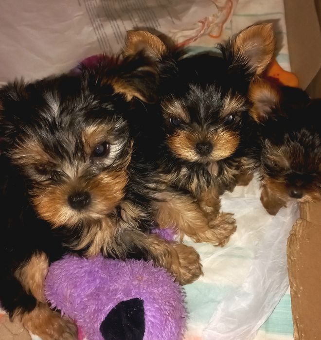 Маленькие мальчики мини