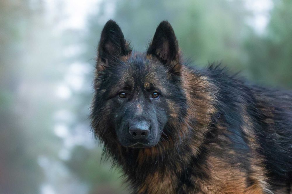 VOTAN - piękny, spokojny owczarkowy jegomość