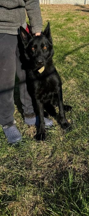 бесплатно овчарка, метис овчарки