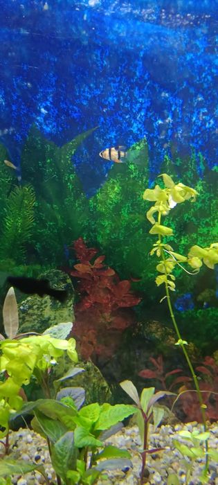 Brzanka sumatrzańska