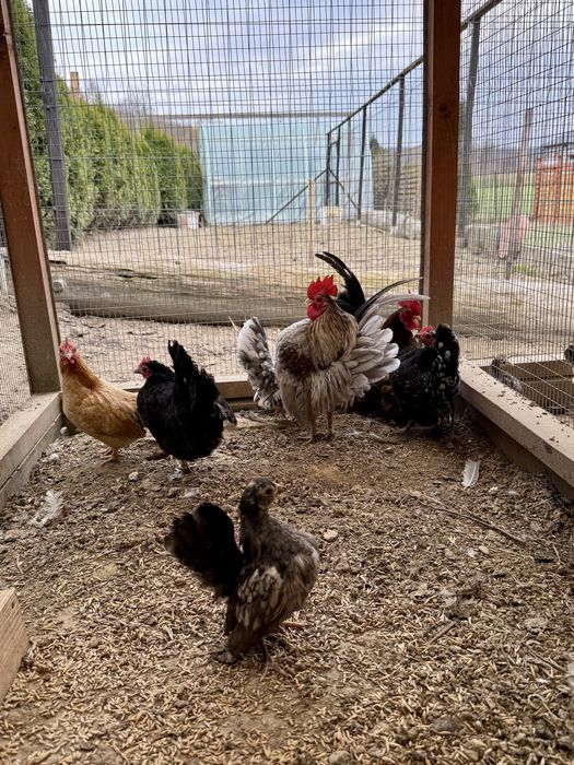 Serama Seramy  jaja lęgowe