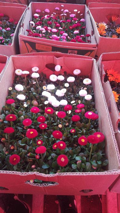 Анютки, гвоздика, лютик, примула,  квіти оптом, доставка Київ\Троєщина