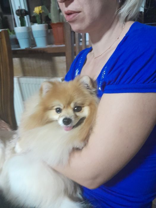 Померанський шпіцик шукає хлопчика