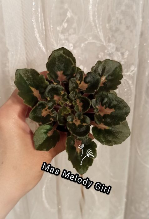 Мини, полумини фиалки