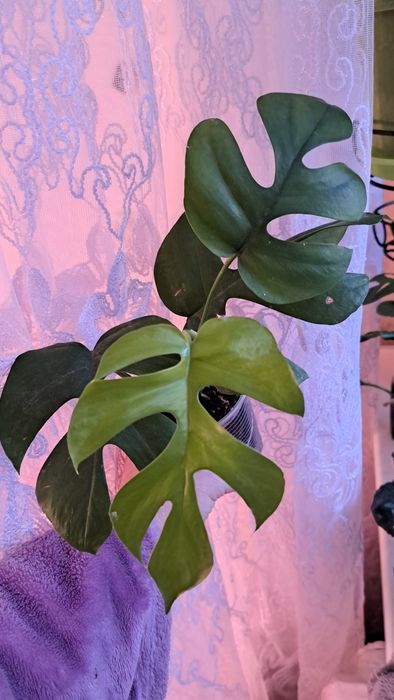 Монстера Little Sister