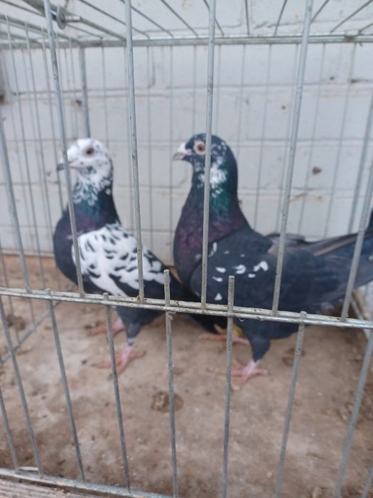 Gołębie Tygrysy czarne