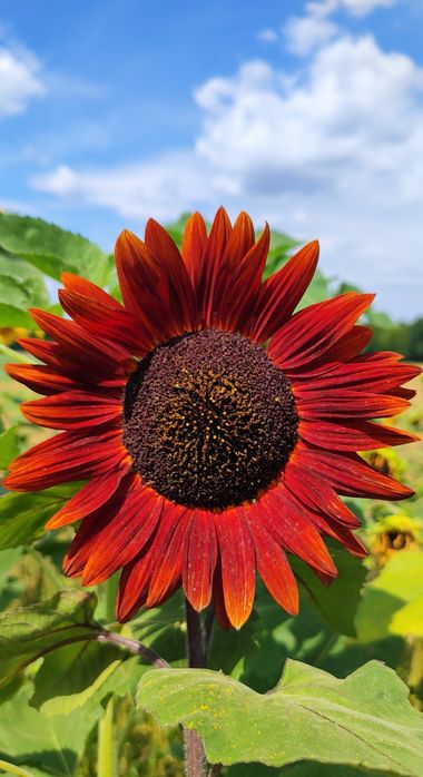 Słonecznik ozdobny na kwiat cięty MATERIAŁ SIEWNY