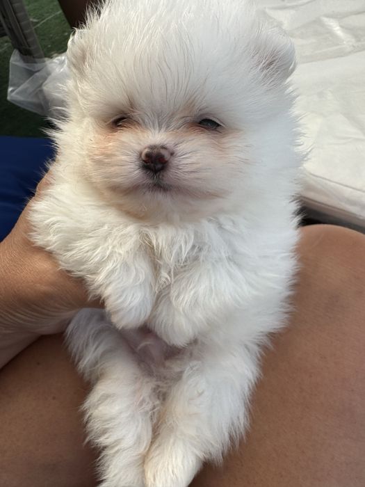 Lulu da Pomerânia Branco MINI com LOP