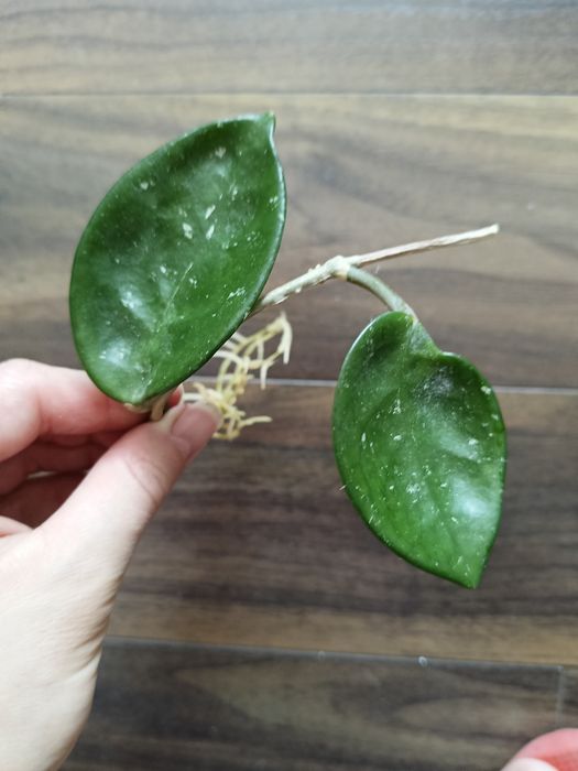 Hoya OBOVATA silver splash ukorzeniona