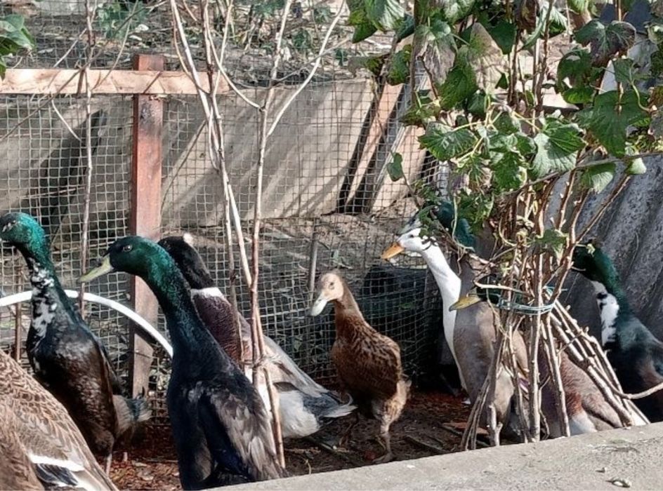 Індійський бігунок