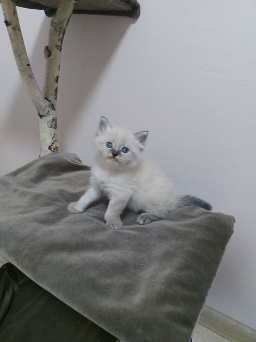 Кошенята з родовидом Невські маскарадні