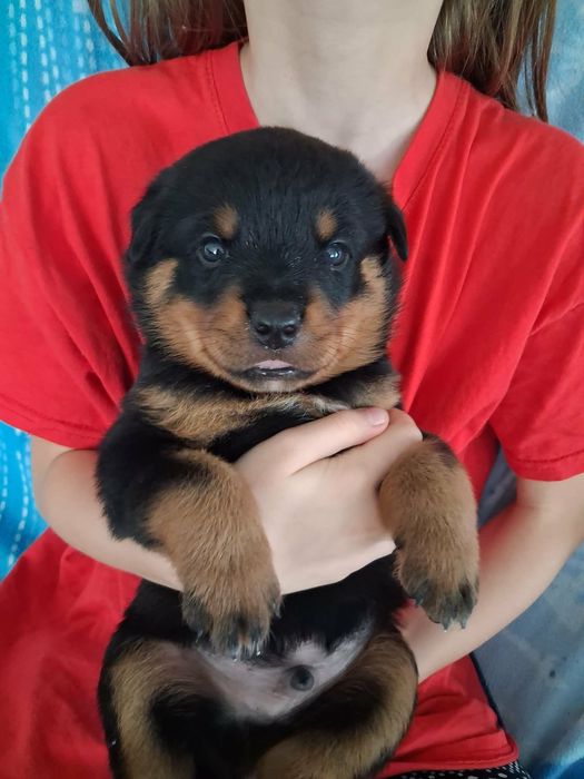 Rottweiler szczenię FCI
