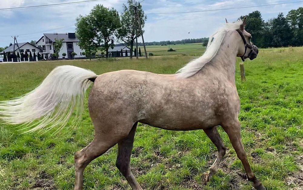 Kuc walijski gr. D,kuc wierzchowy  klacz izabelowata