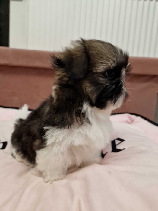 Shih- tzu śliczny chłopczyk na sprzedaż FCI