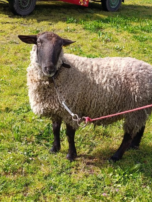 Vende-se Carneiro sulffolk