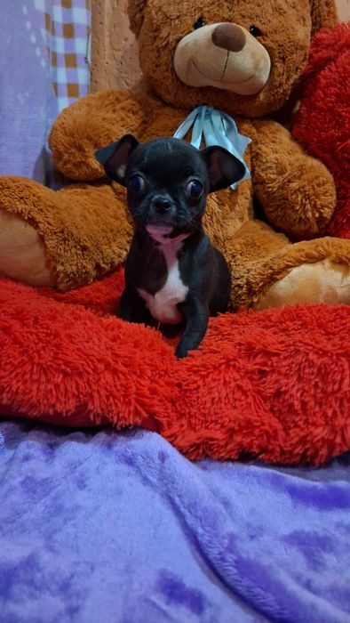 Чарівні малята чіхуахуа. Коббі тип.