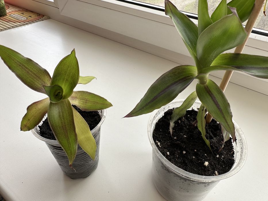 Продам отростки цветка «Золотой Ус»