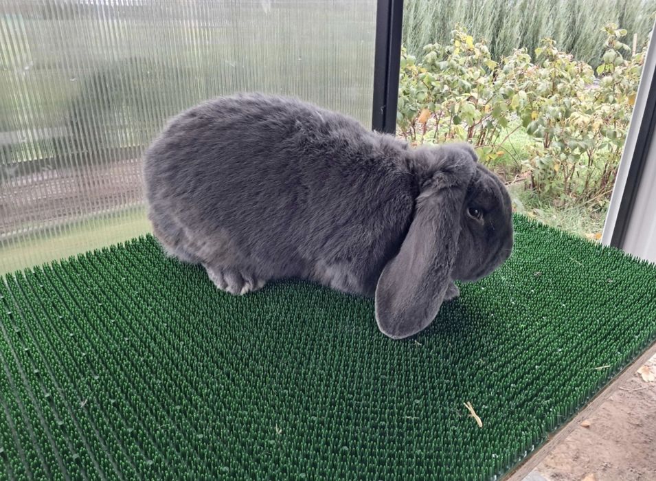 Samiec Baran Francuski Niebieski