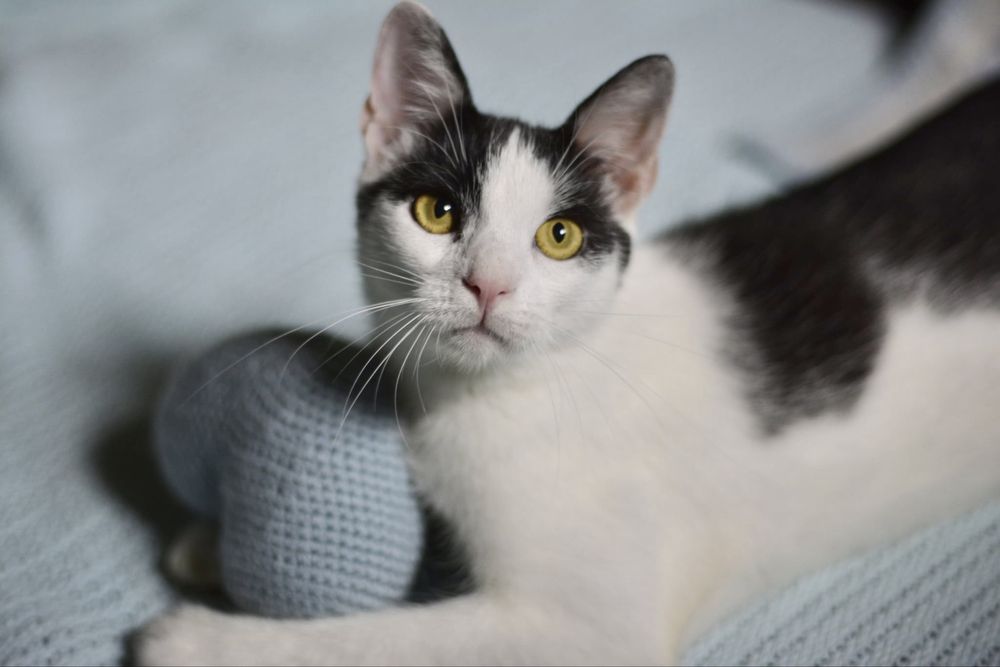 Pokochaj i Przygarnij Zuźka