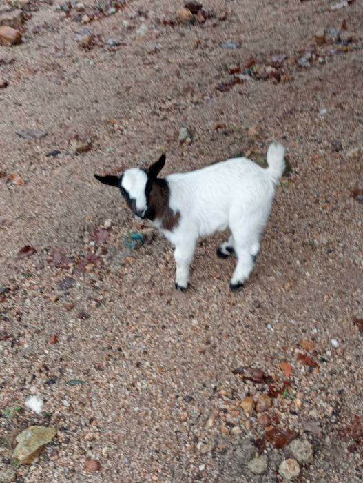 Cabrito anão/israelita com 4meses