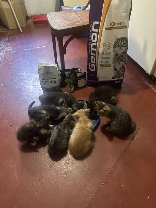 Кошенята шукають родину