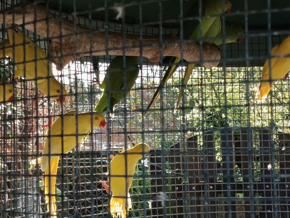 Ring neeks de 2022/2023/2024