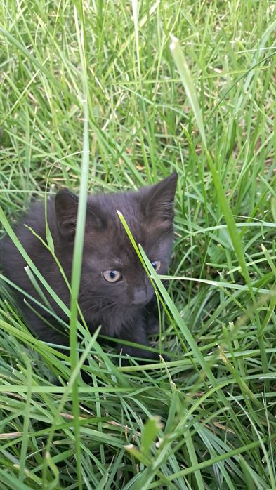 Кошенята в хороші руки