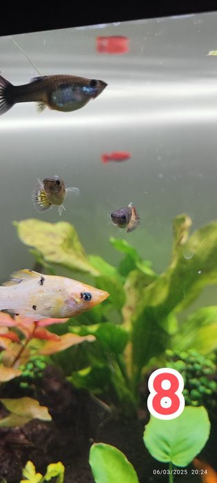 Plantas / Peixes aquario