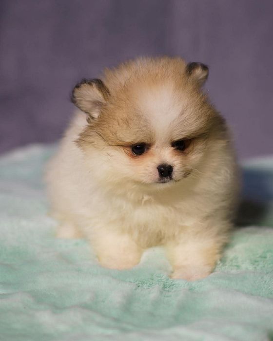 Pomeranian piesek