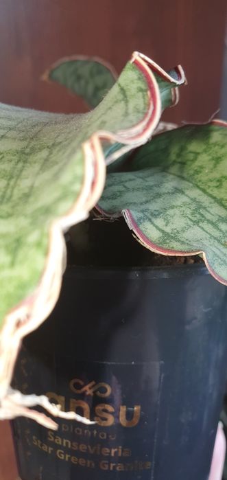 Сансевиерия Sansevieria Kirkii Silver Blue